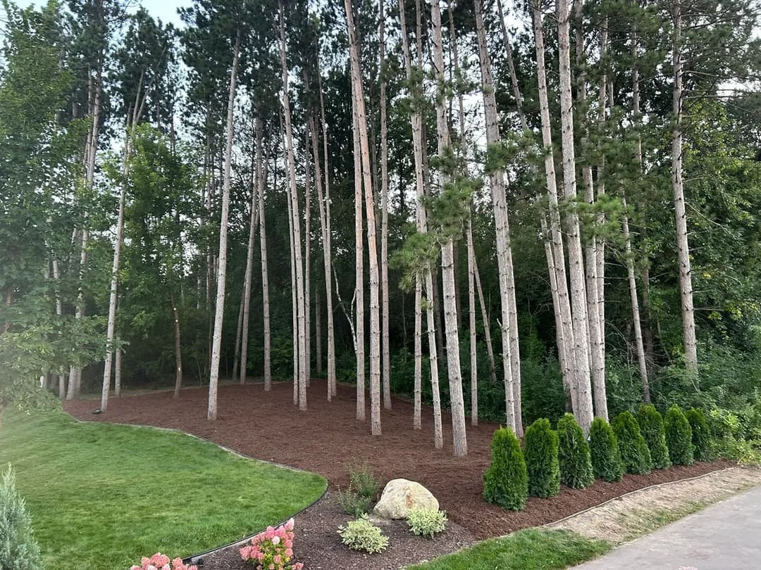 Dense forest of tall pine trees with landscaped garden and mulch around a rocky area.