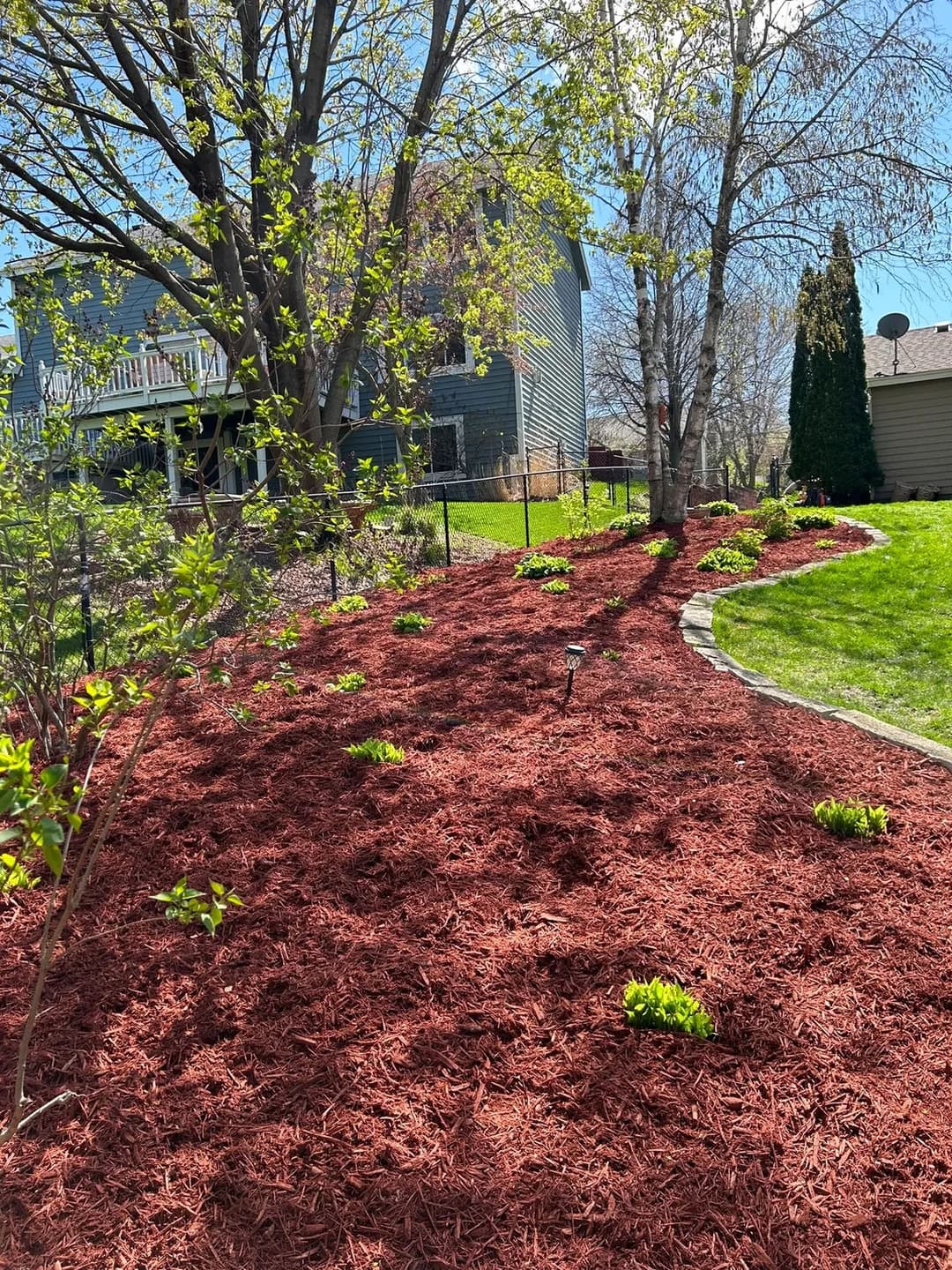 Landscaped garden with fresh red mulch, budding plants, and trees under clear blue sky.