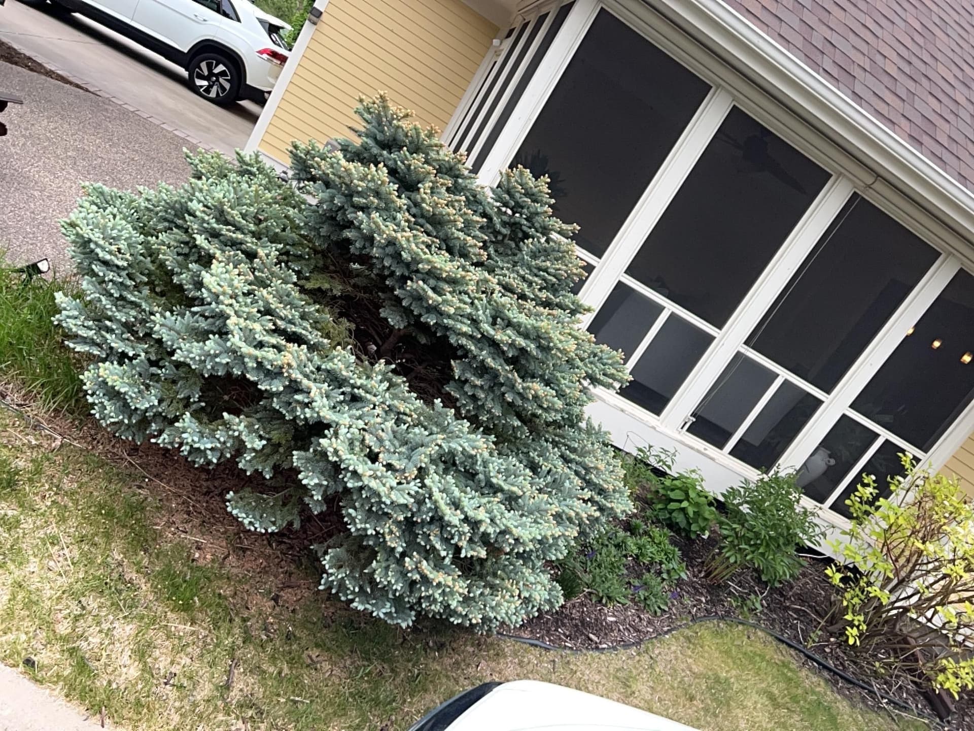 Gallery photos for New Homeowner Front Yard Overhaul with Arborvitaes and Concrete Edging: Image #2