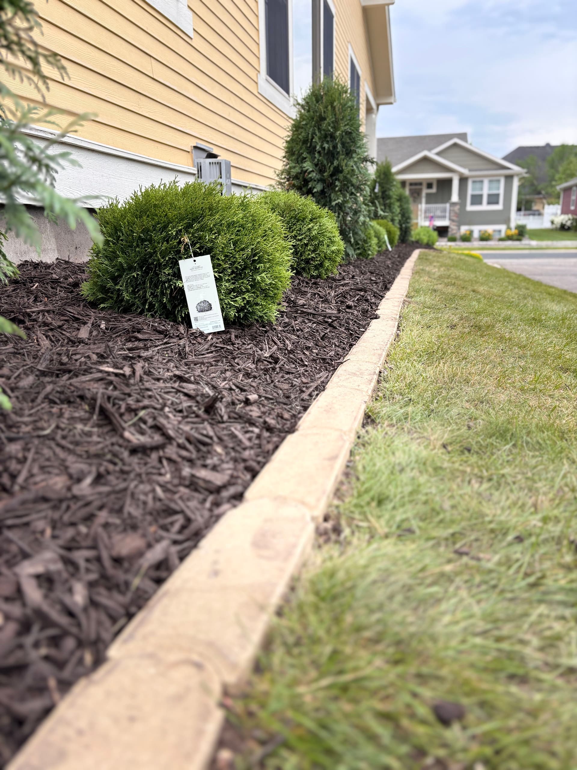 Gallery photos for New Homeowner Front Yard Overhaul with Arborvitaes and Concrete Edging: Image #8